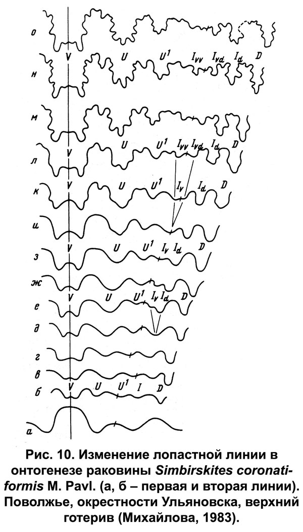 Рис.10. Изменение лопастной линии в онтогенезе раковины Simbirskites coronatiformis M. Pavl.