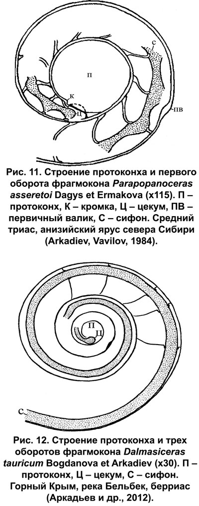 Рис.11. Строение протоконха и первого оборота фрагмокона Parapopanoceras asseretoi Dagys et Ermakova (х115). Рис.12. Строение протоконха и трех оборотов фрагмокона Dalmasiceras tauricum Bogdanova et Arkadiev (х30)