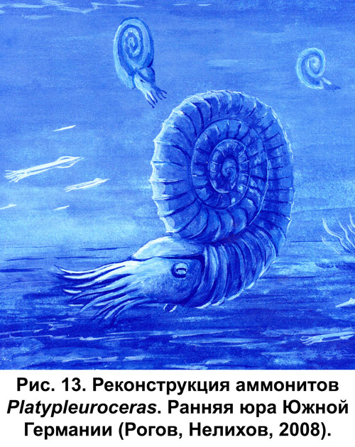 Рис.13. Реконструкция аммонитов Platypleuroceras. Ранняя юра Южной Германии Рис.13. Реконструкция аммонитов Platypleuroceras. Ранняя юра Южной Германии
