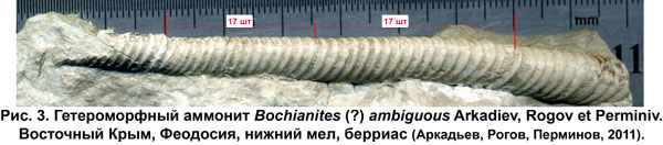 Рис.3. Гетероморфный аммонит Bochianites (?) ambiguous Arkadiev, Rogov et Perminiv. Восточный Крым, Феодосия, нижний мел, берриас 