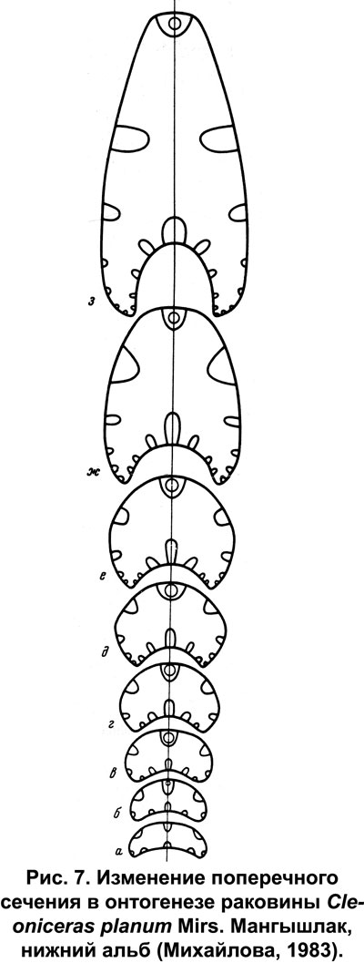 .7.       Cleoniceras planum Mirs. ,  