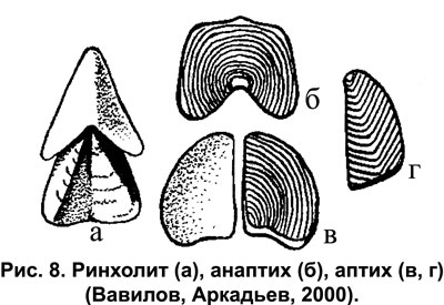 Рис.8. Ринхолит (а), анаптих (б), аптих (в, г)