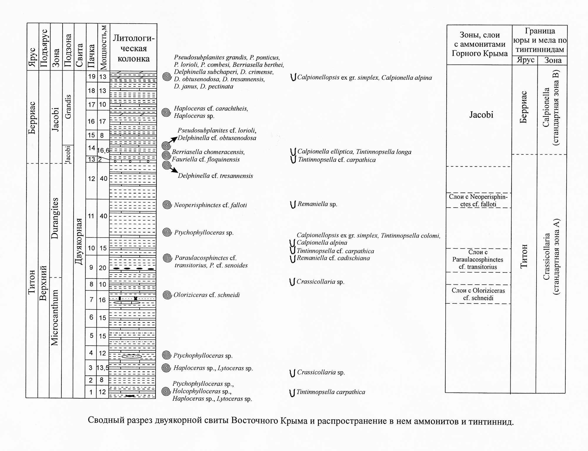 Сводный разрез двуякорной свиты Восточного Крыма и распространение в нем аммонитов и тинтиннид.